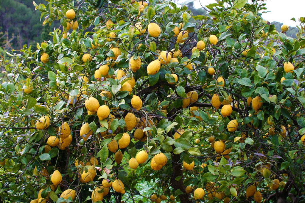 citronnier a