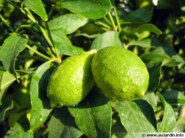 citrus aurantifolia fruit 600x450
