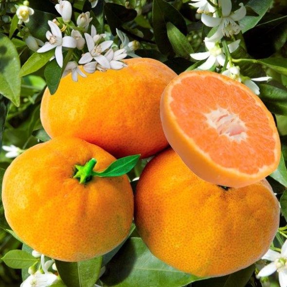 mandarinier satsuma