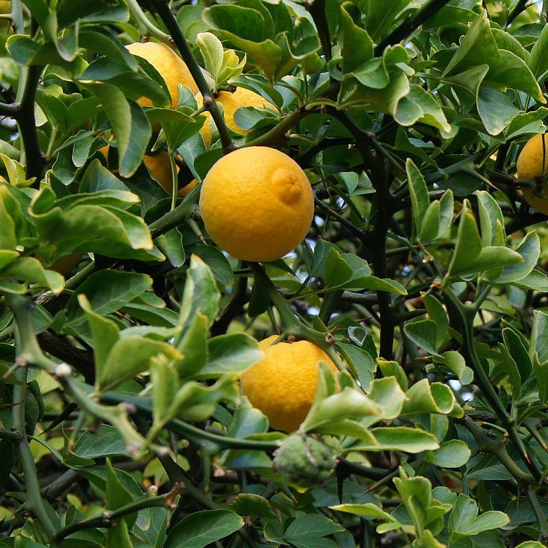 poncirus trifoliata oranger trifolie citronnier epineux